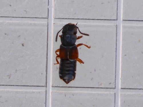 Réf. 325 461 : Anotylus sp.